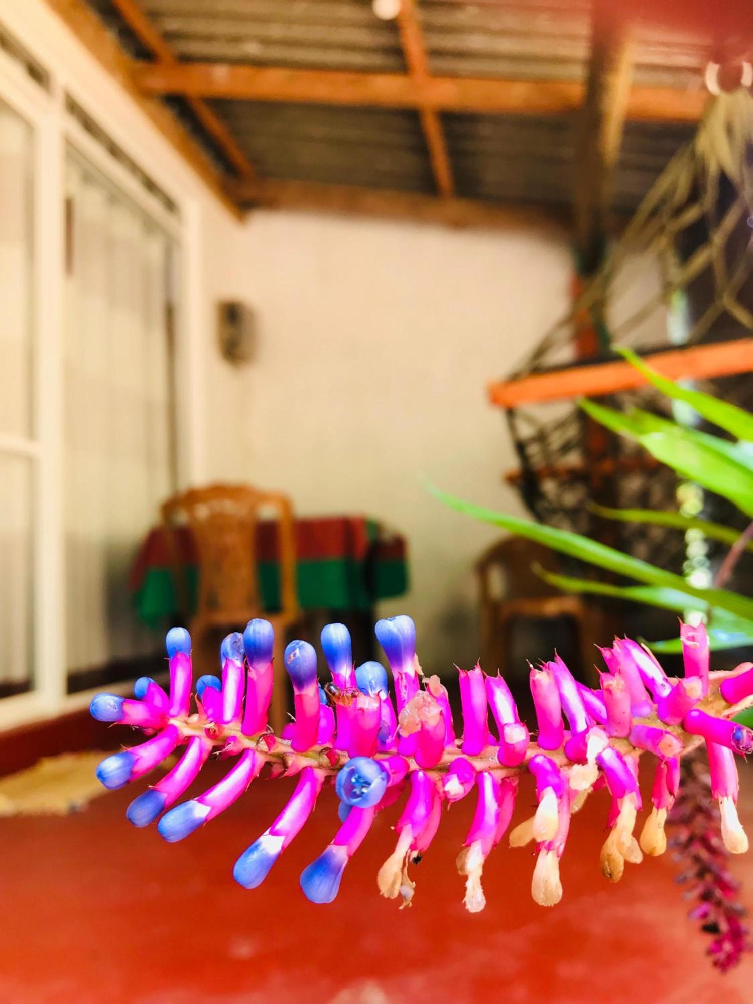Ella Jungle Inn Homestay And Tree House ภายนอก รูปภาพ