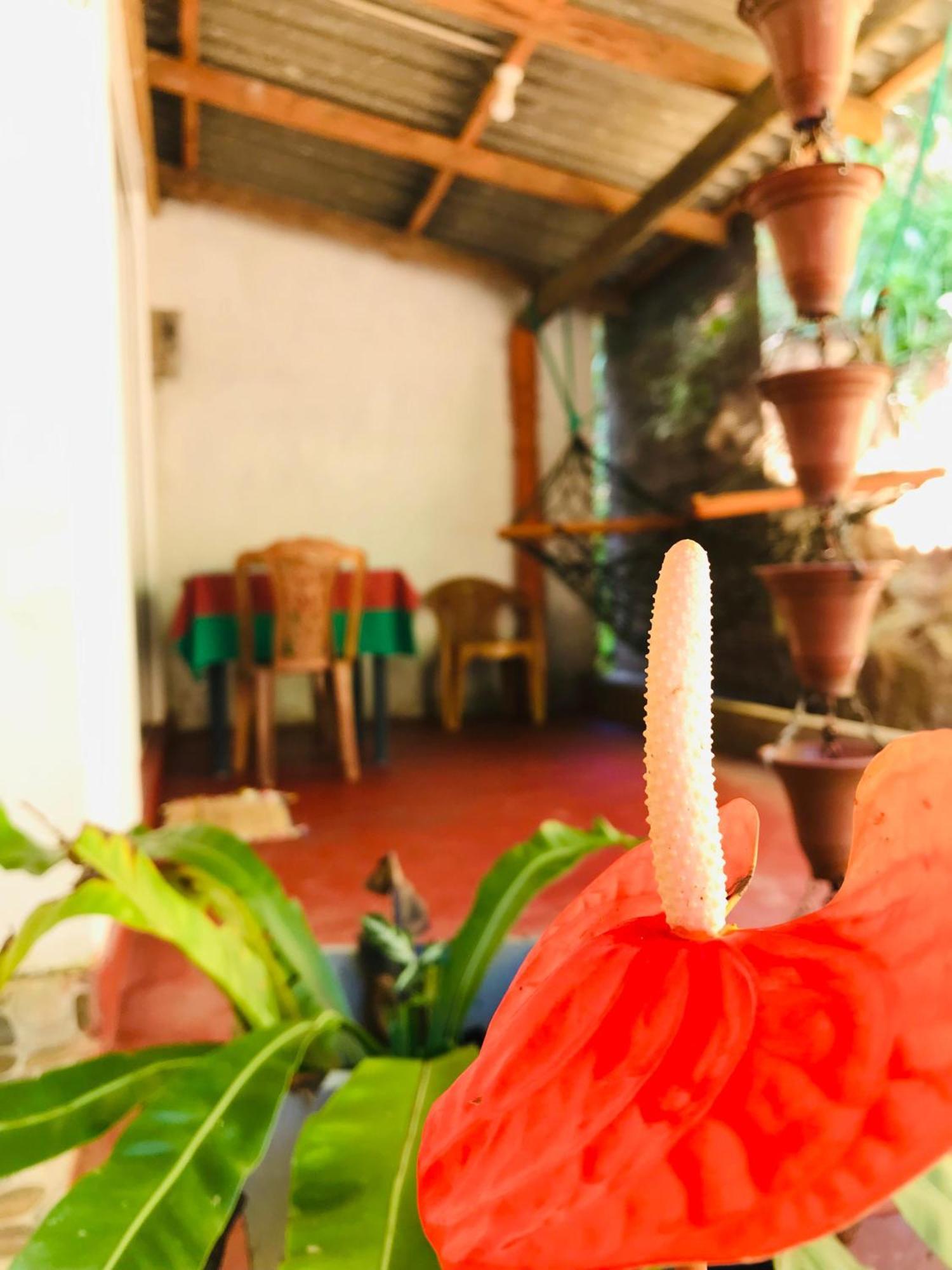 Ella Jungle Inn Homestay And Tree House ภายนอก รูปภาพ