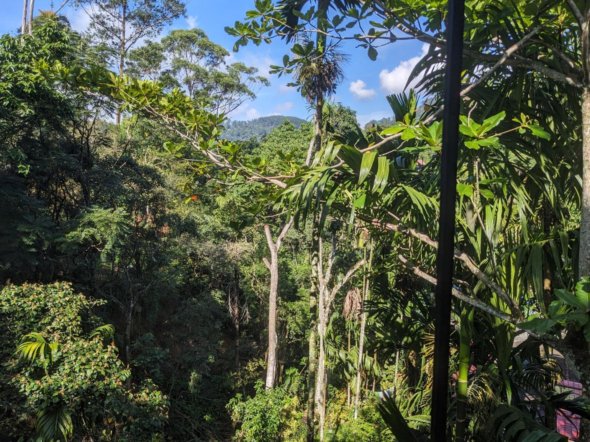 Ella Jungle Inn Homestay And Tree House ภายนอก รูปภาพ