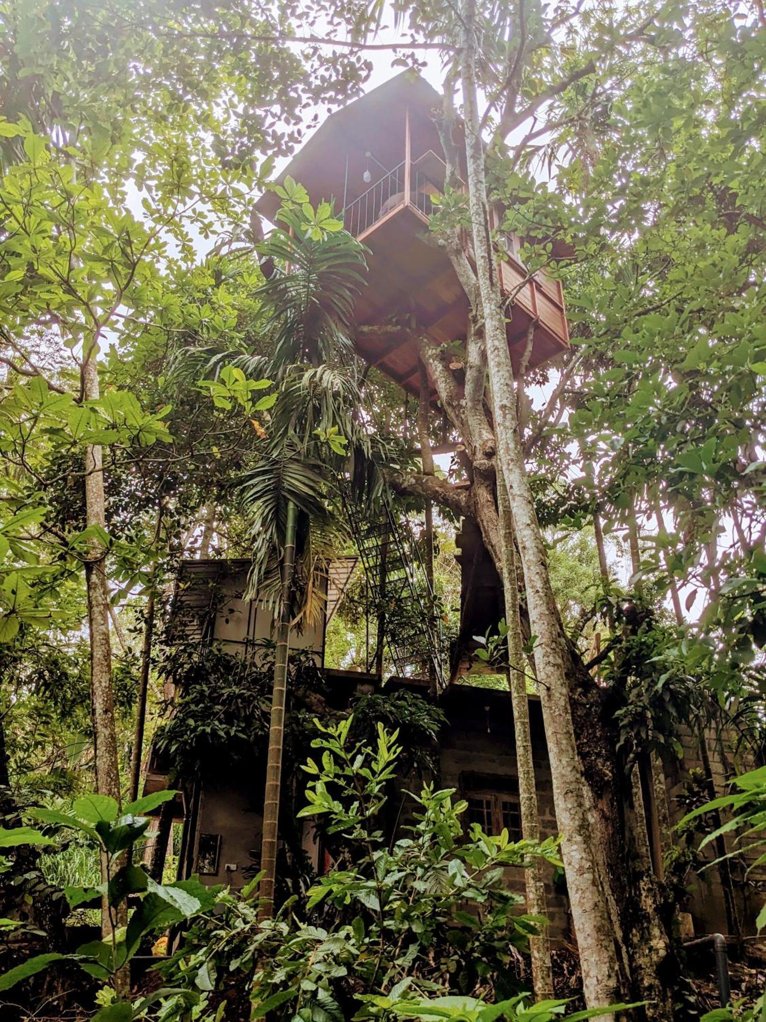 Ella Jungle Inn Homestay And Tree House ภายนอก รูปภาพ