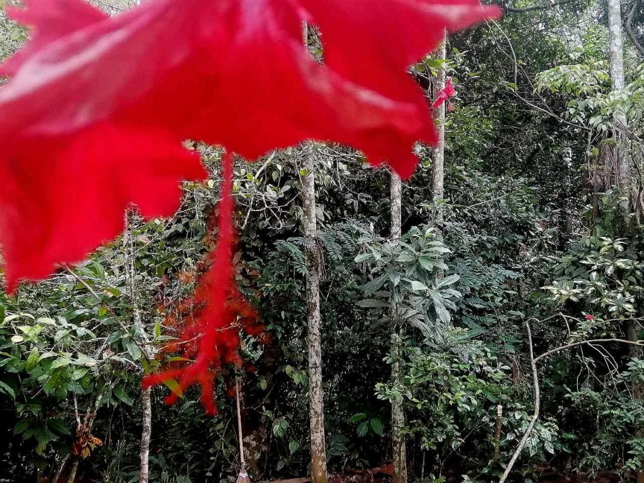 Ella Jungle Inn Homestay And Tree House ภายนอก รูปภาพ