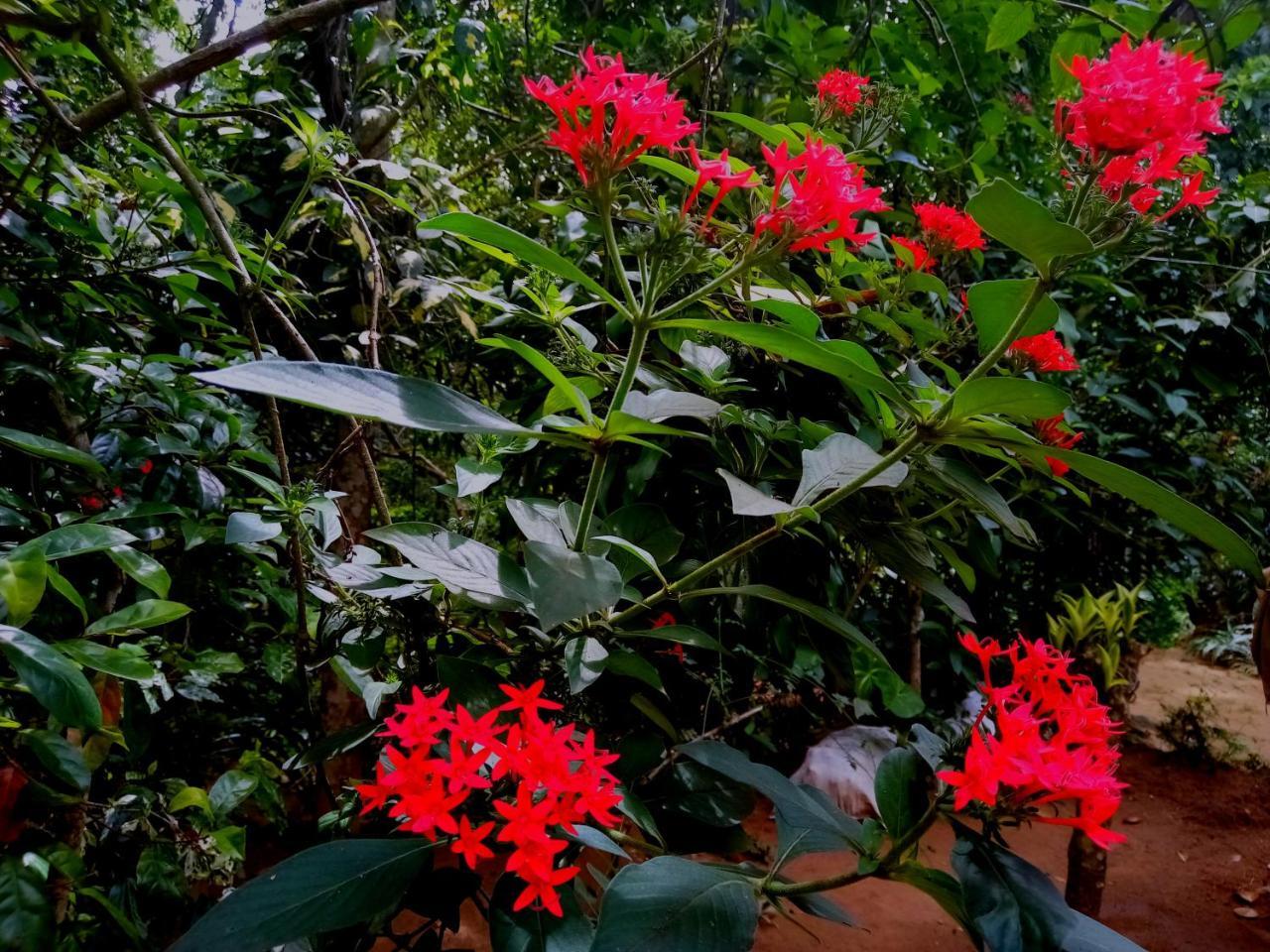 Ella Jungle Inn Homestay And Tree House ภายนอก รูปภาพ